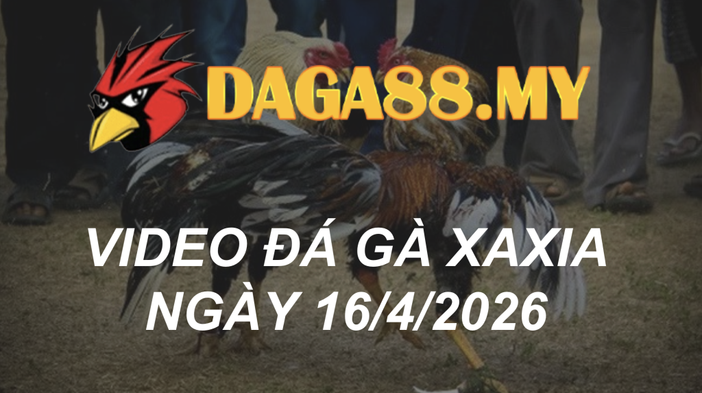 VIDEO GÀ XAXIA NGÀY 16/4/2026